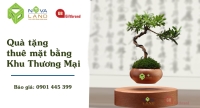 Cây bonsai bay đẹp mắt làm quà tặng